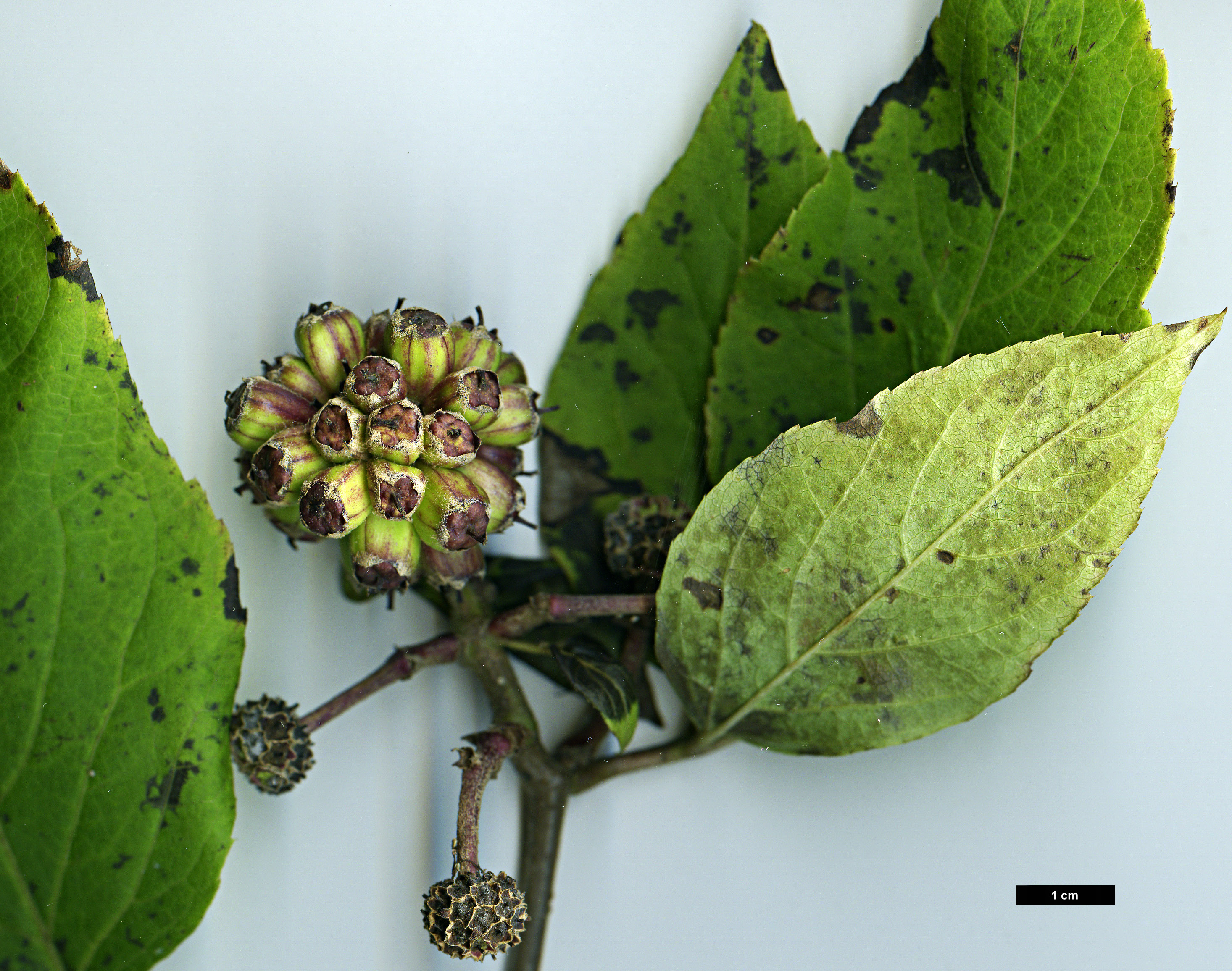 High resolution image: Family: Araliaceae - Genus: Eleutherococcus - Taxon: divaricatus - SpeciesSub: var. chiisanensis High resolution image: Family: Araliaceae - Genus: Eleutherococcus - Taxon: divaricatus - SpeciesSub: var. chiisanensis